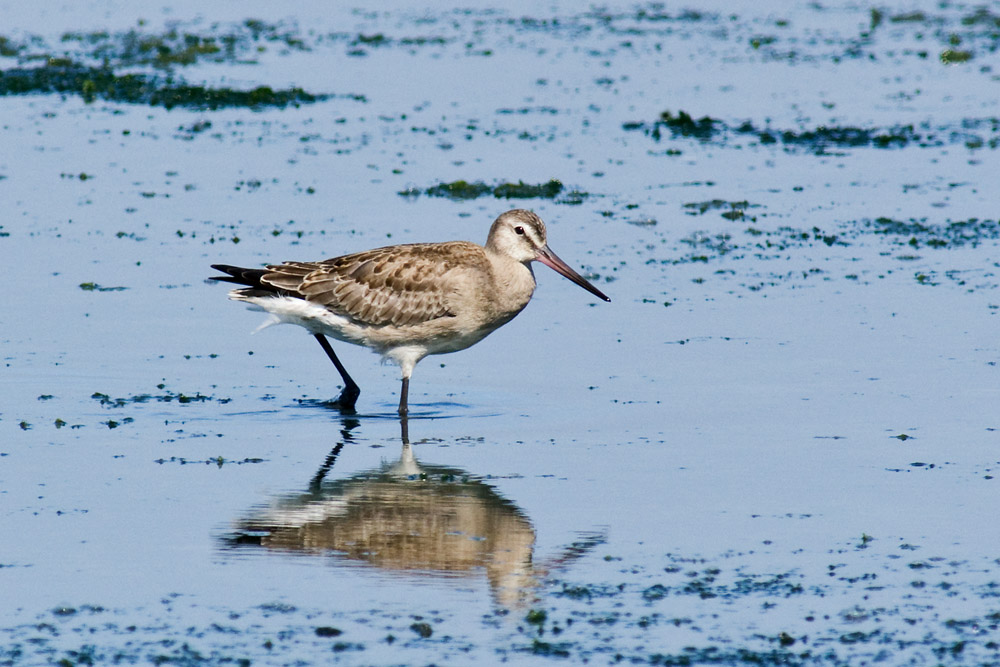 Hudsonian Godwit